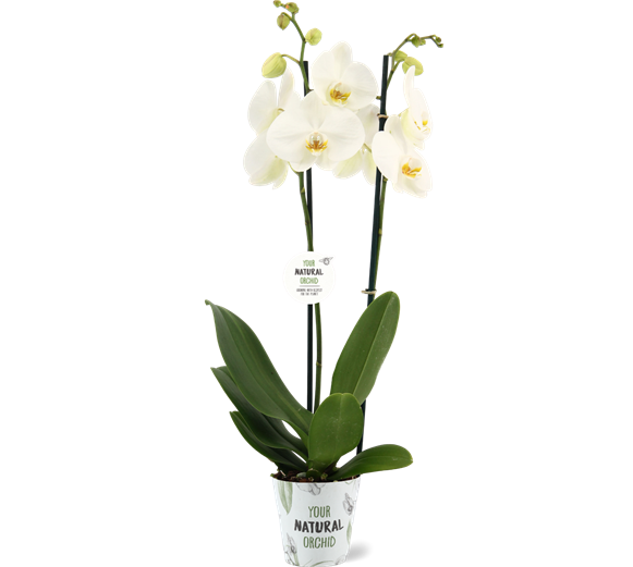 Phalaenopsis Orchid Dame Blanche Your Natural Orchid Stolk Flora