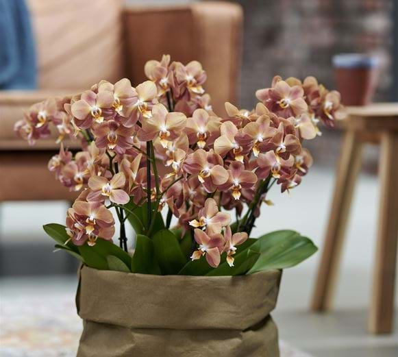 Phalaenopsis Orchid Monaco - Flower Symphony - Your Natural Orchid ...