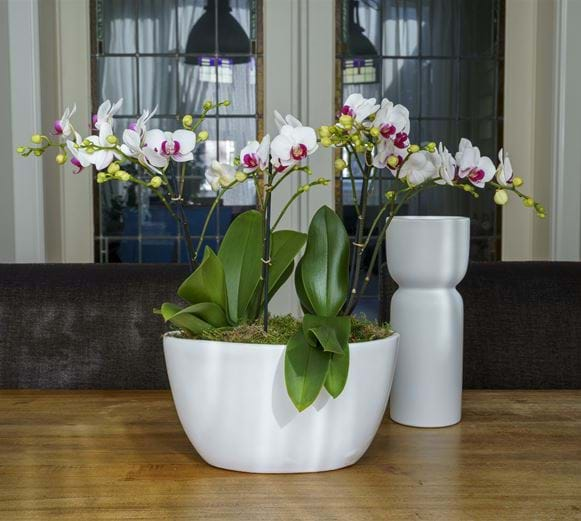 Phalaenopsis Orchid Safe Haven - Flower Symphony - Your Natural Orchid ...