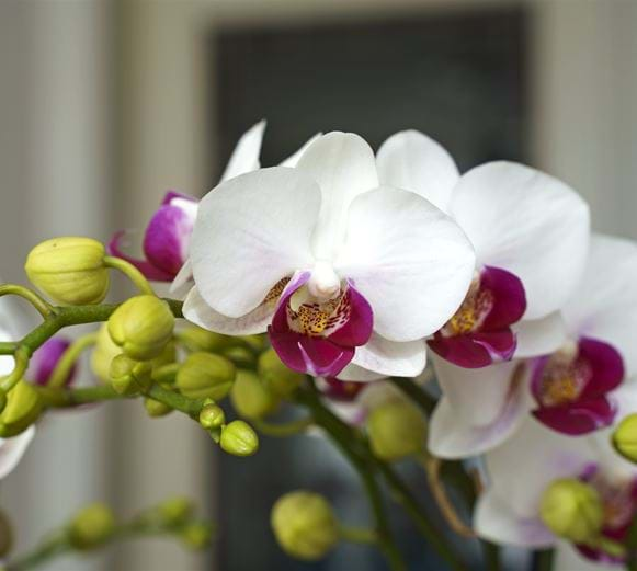 Phalaenopsis Orchid Safe Haven - Flower Symphony - Your Natural Orchid ...